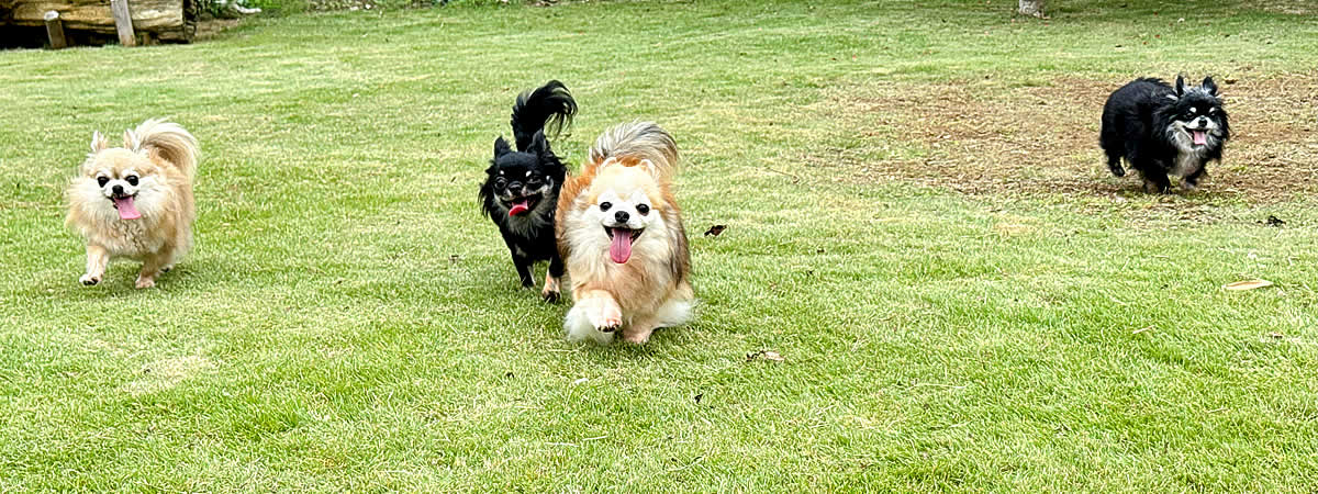 犬のお散歩　ペットシッター