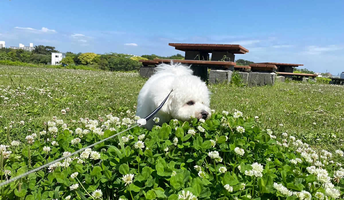 犬のお散歩　ペットシッター