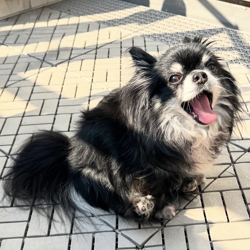 犬・猫　ペットシッター