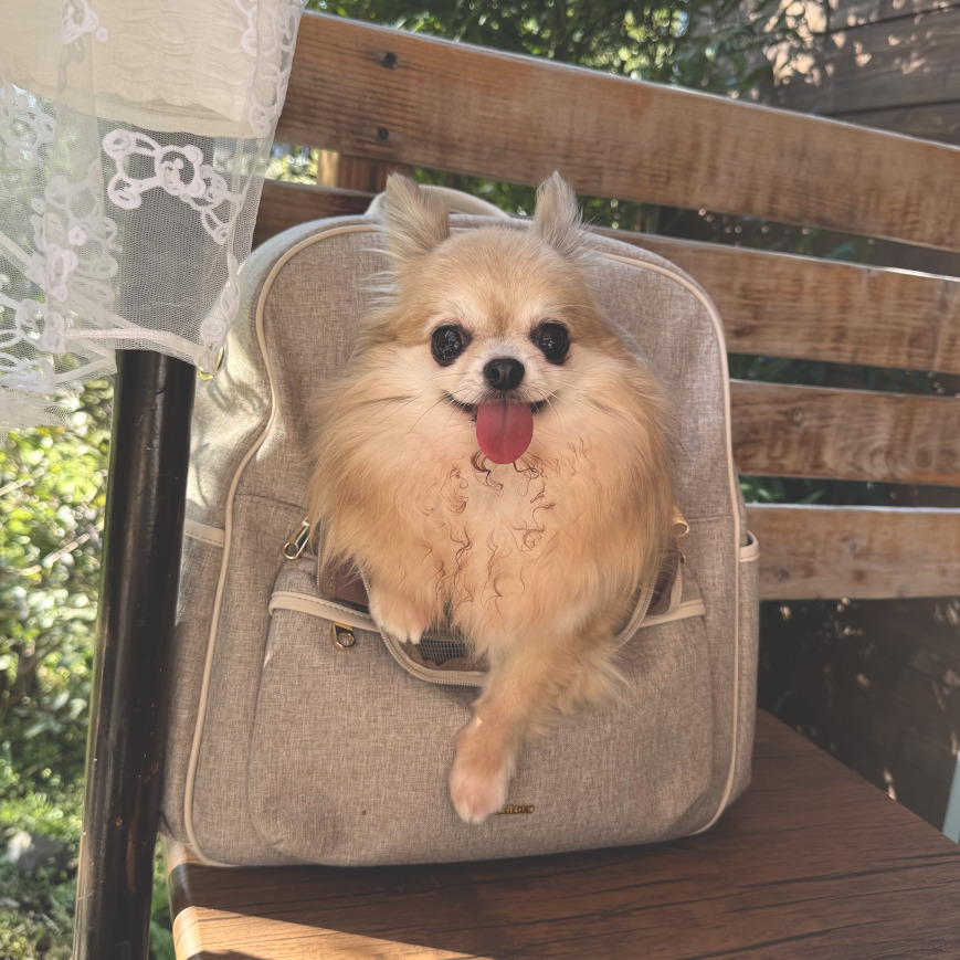 犬・猫　ペットシッター